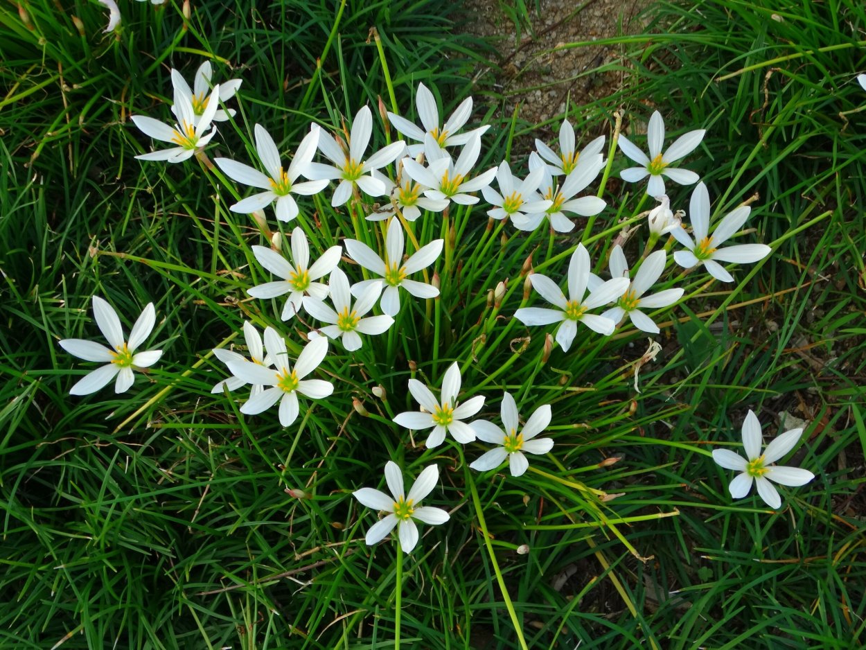 Зефирантес Candida