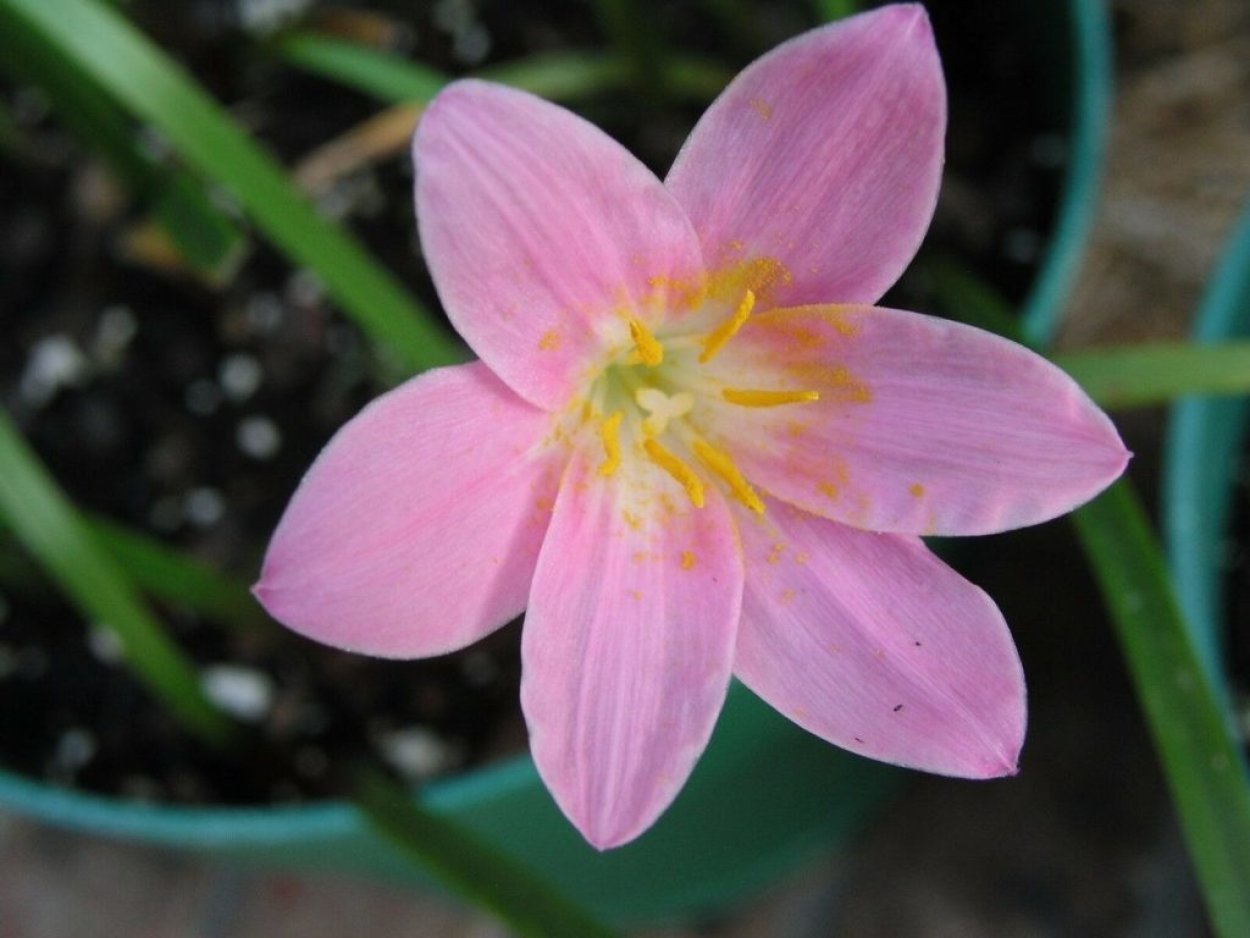 Зефирантес розовый