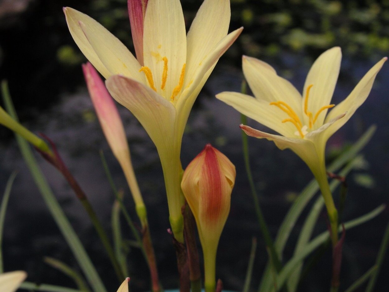 Зефирантес золотистый