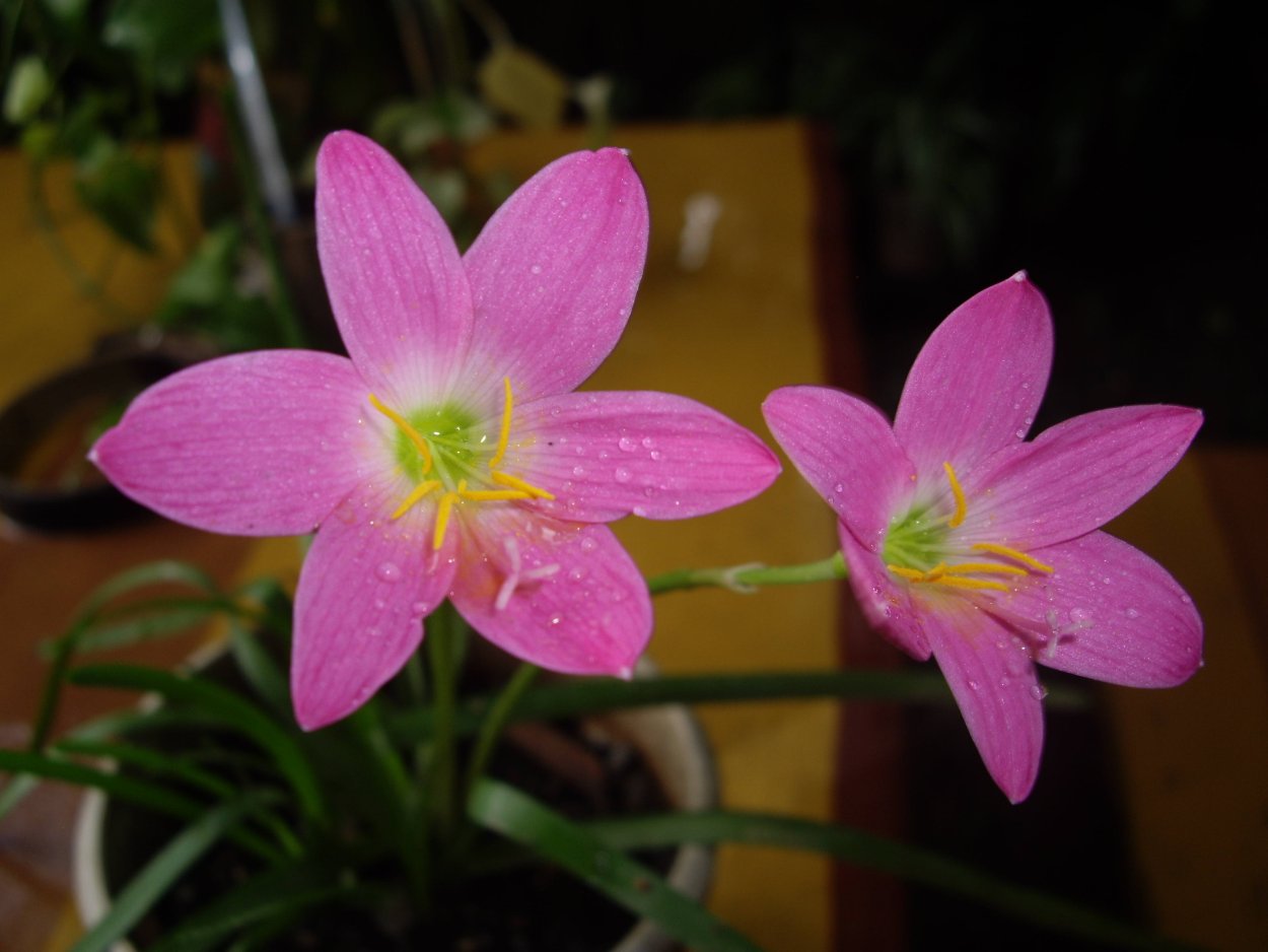 Зефирантеса грандифлора