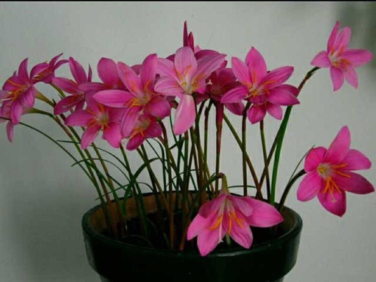 Зефирантес выскочка