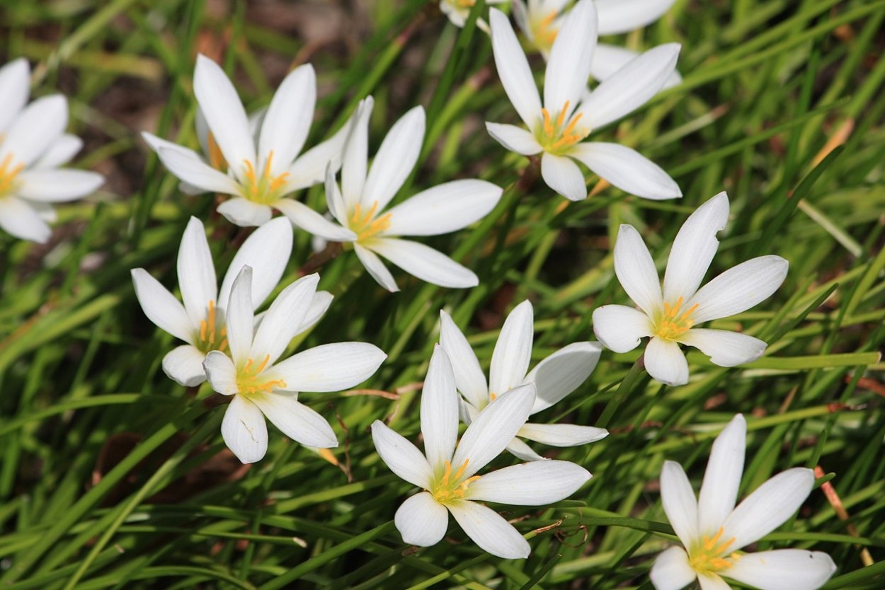 Зефирантес розовый выскочка