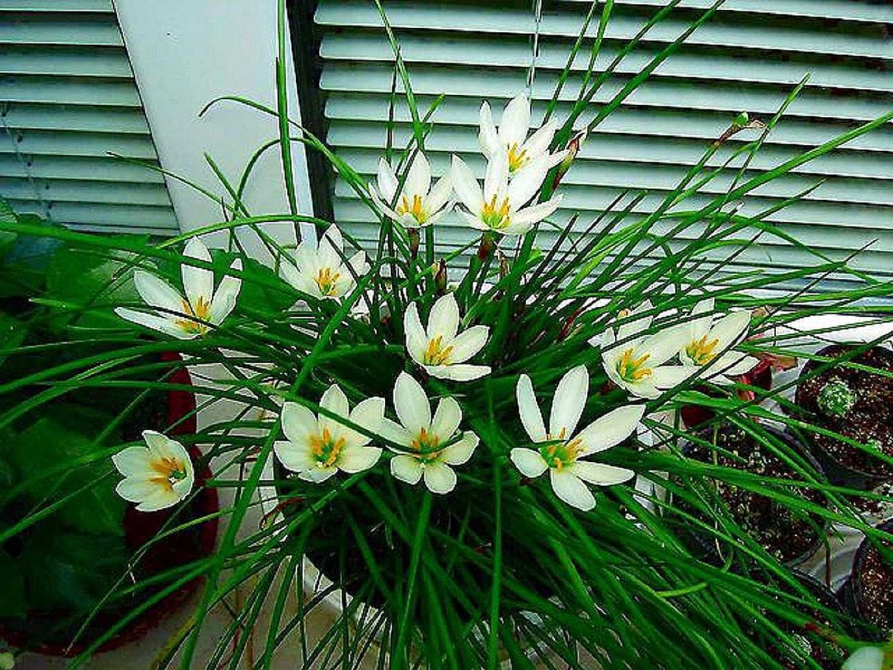 Лилия выскочка комнатный