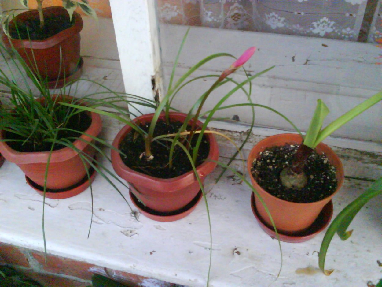 Цветок зефирантес белый