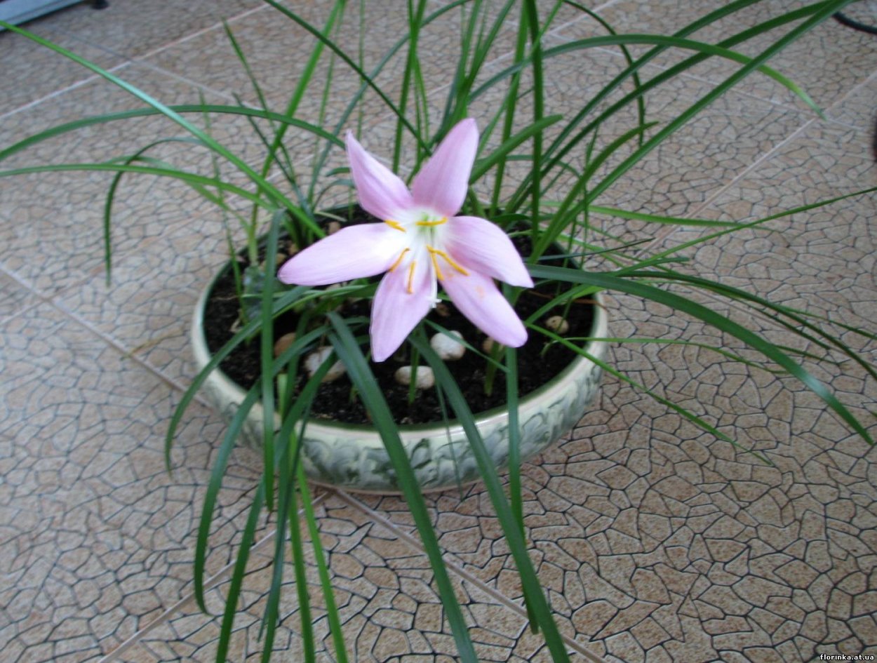 Зефирантес robustus