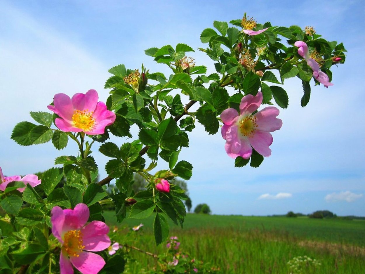 Шиповник куст