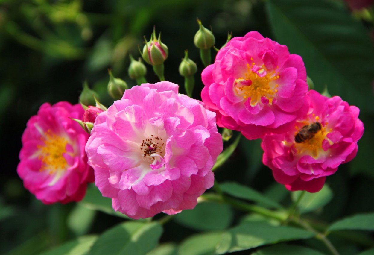 Розоцветные шиповник