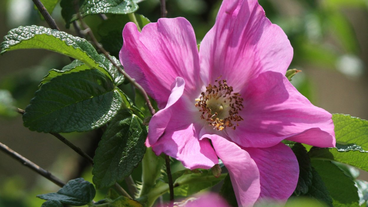 Бузин. Цветы шиповника