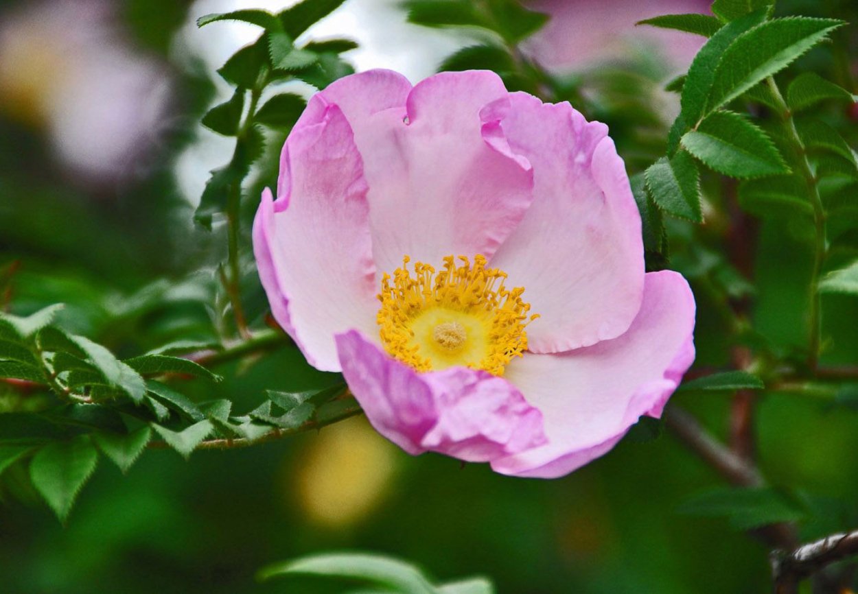 Цветение шиповника