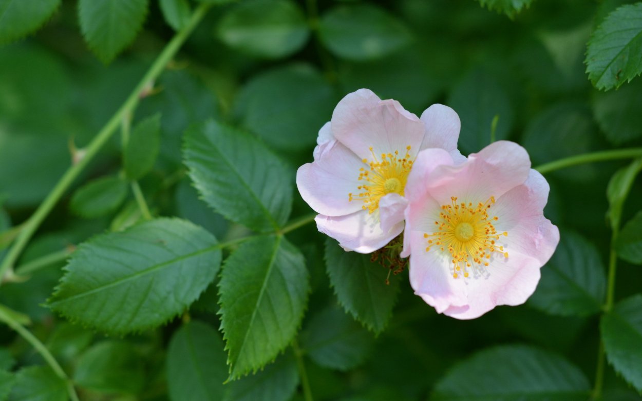 Шиповник Дикая роза