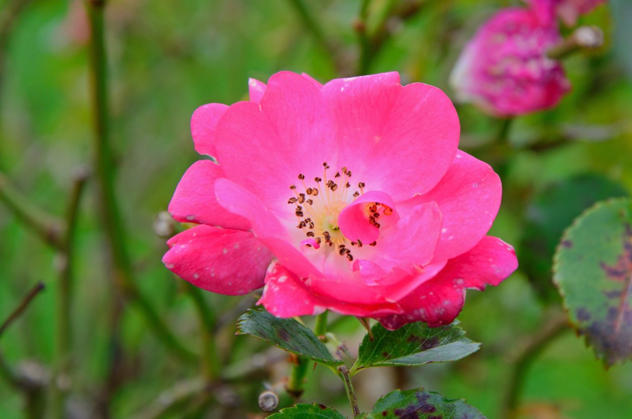 Цветущий шиповник красный