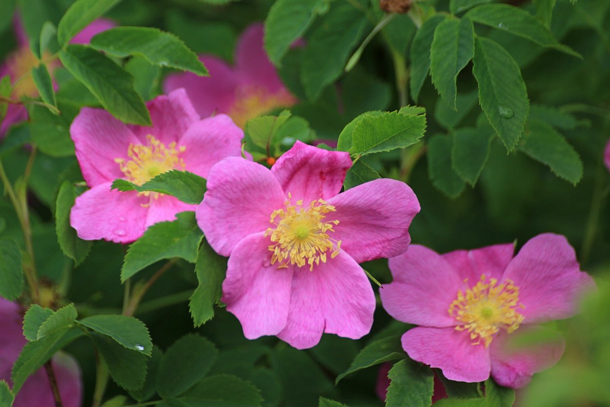 Шиповник Майский