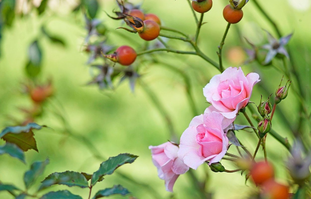 Ветки шиповника на Розе