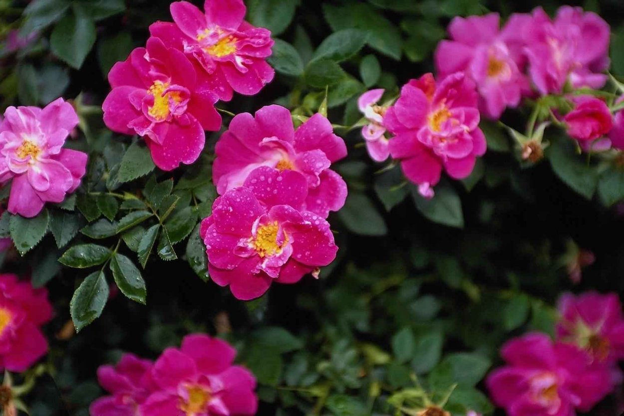 Роза Вильям баффин