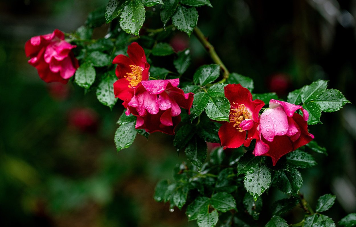 Шиповник багряный