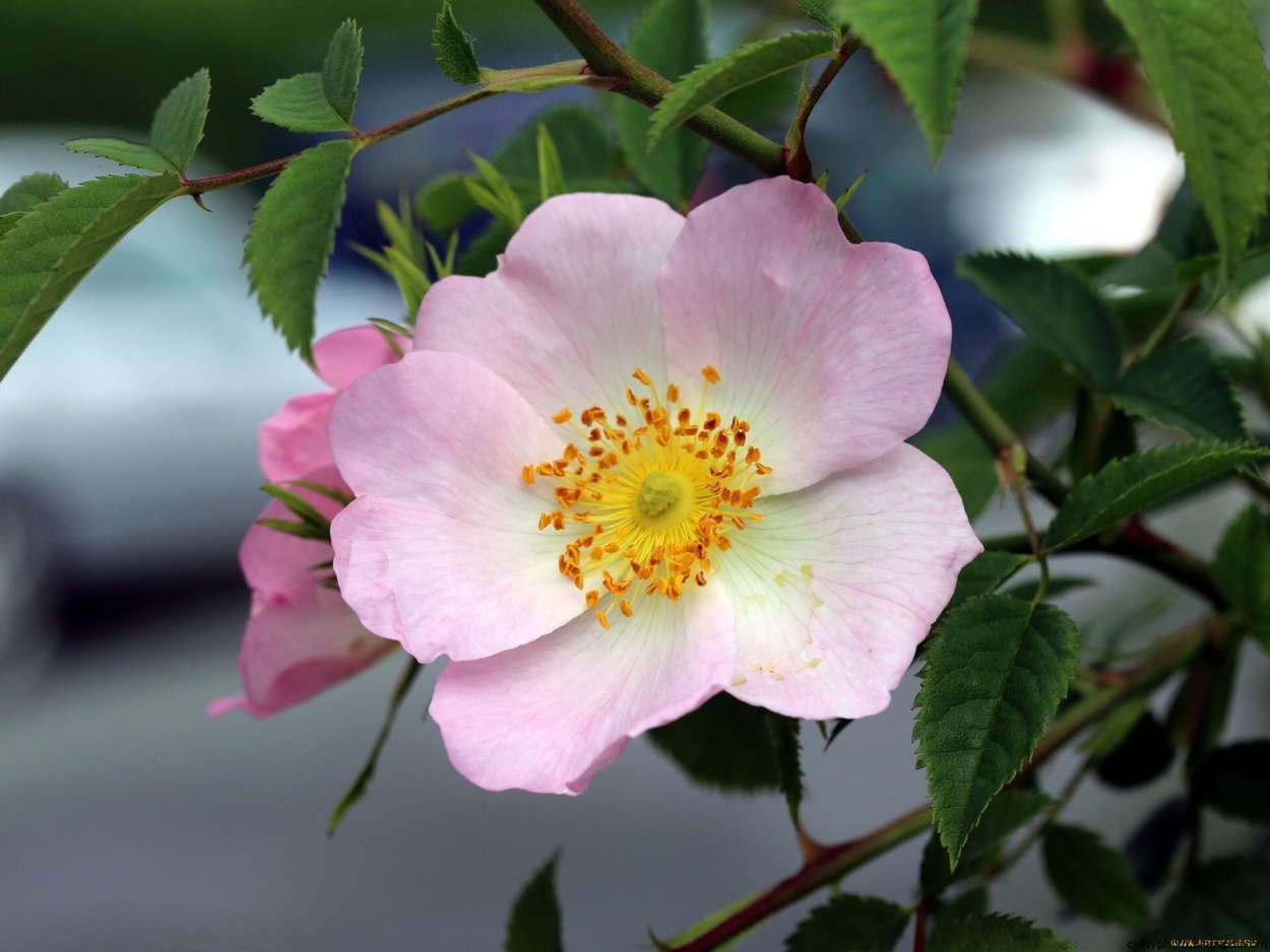 Чашелистики шиповника