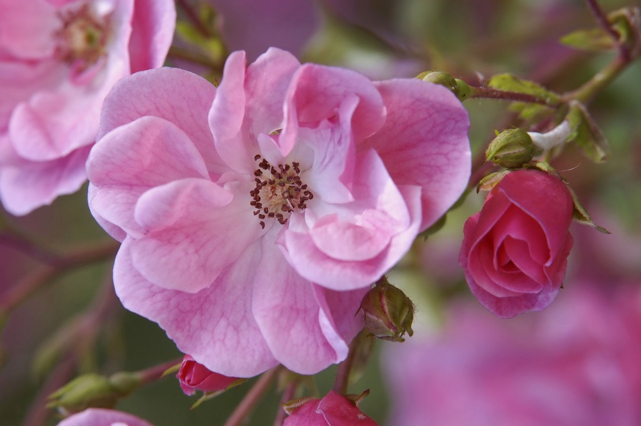 Яблоня Пинк Роуз