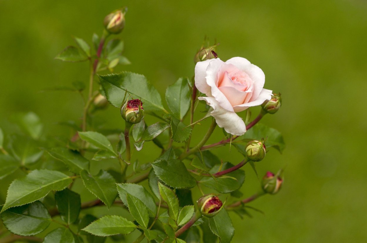 Шиповник белый Дикая роза