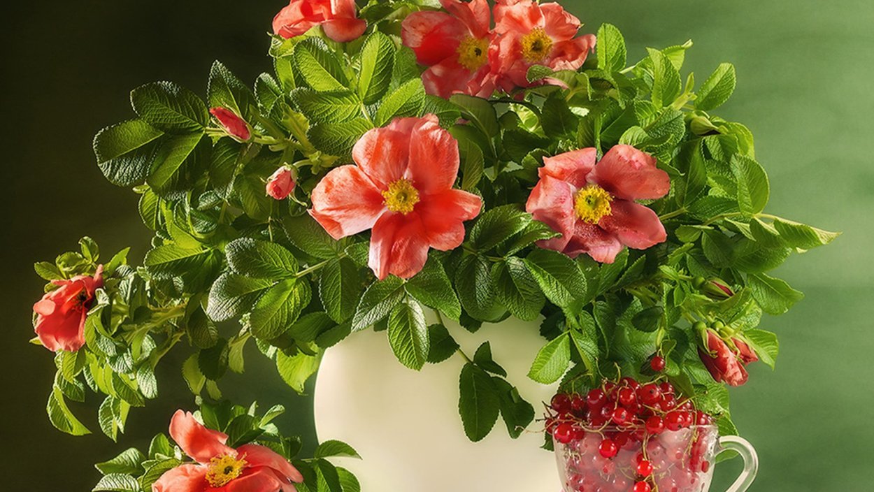 Цветущий шиповник в вазе