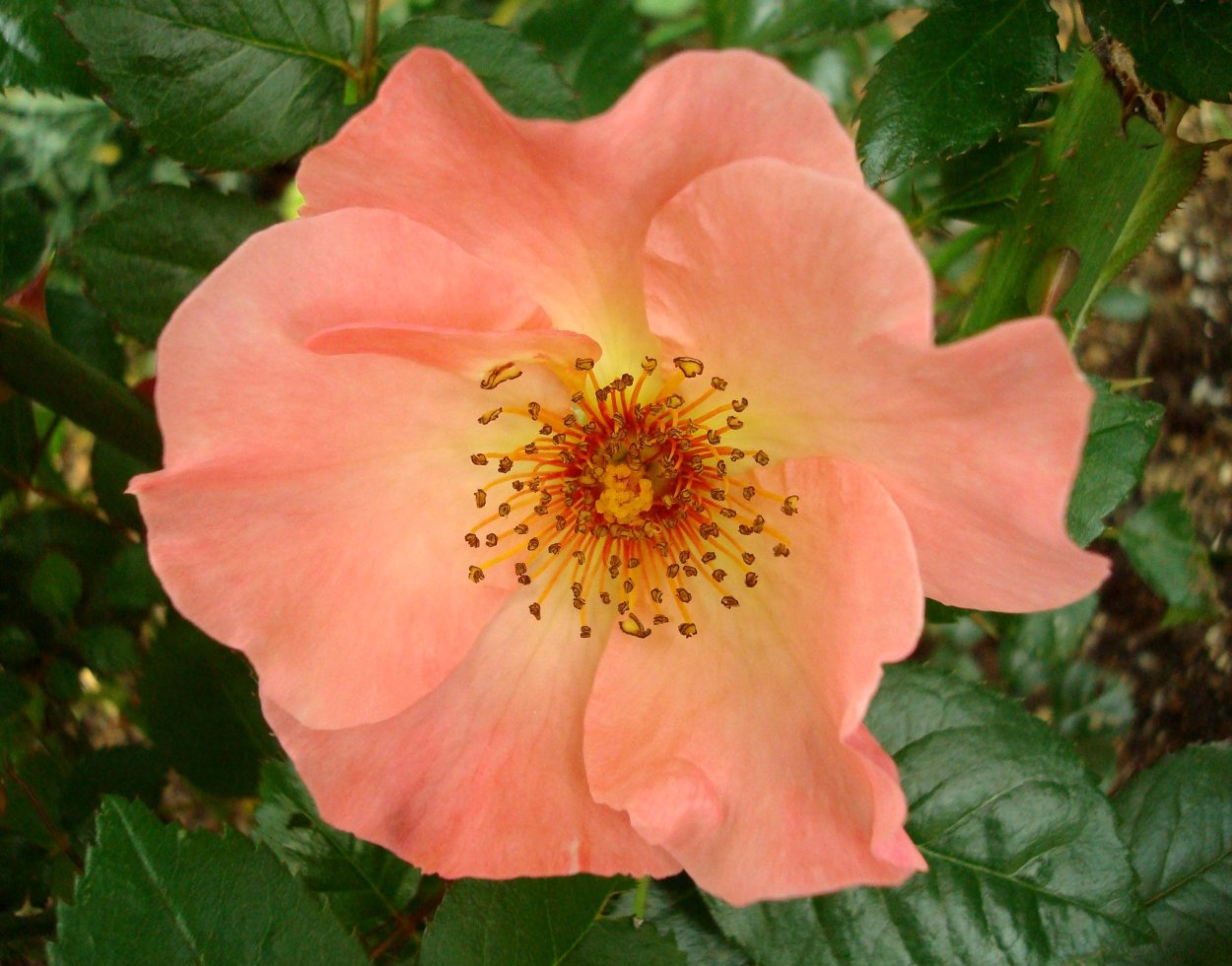 Rosa hybrida шиповник