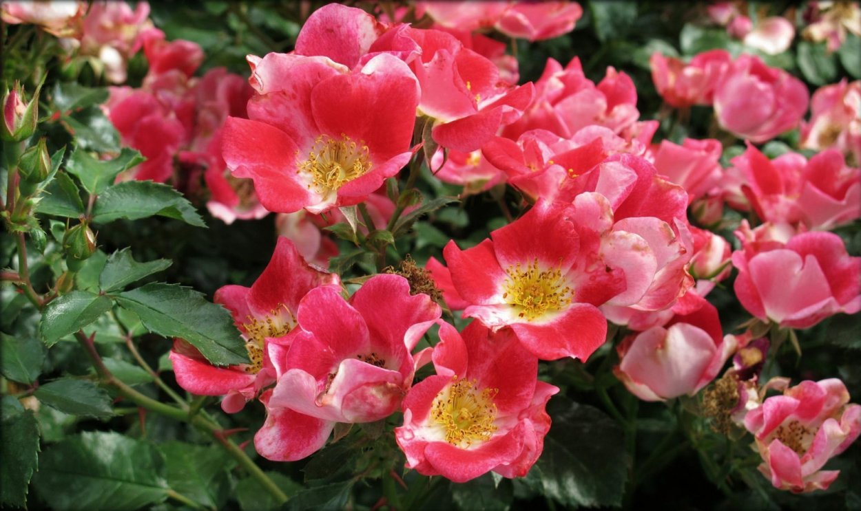Кустовые розы шиповник