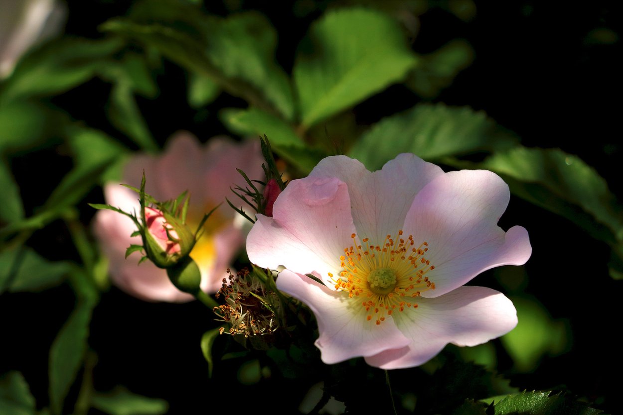 Шиповник распускается