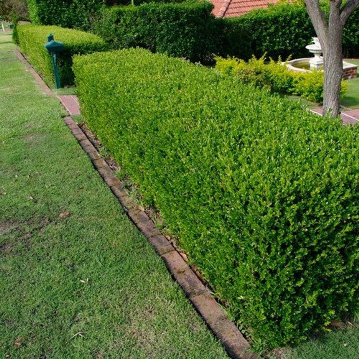 Buxus sempervirens изгородь