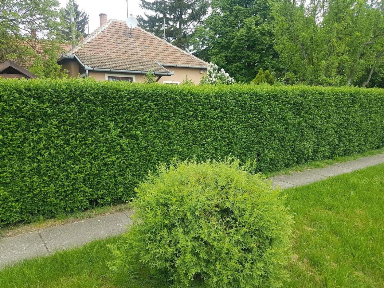 Бирючина Живая изгородь