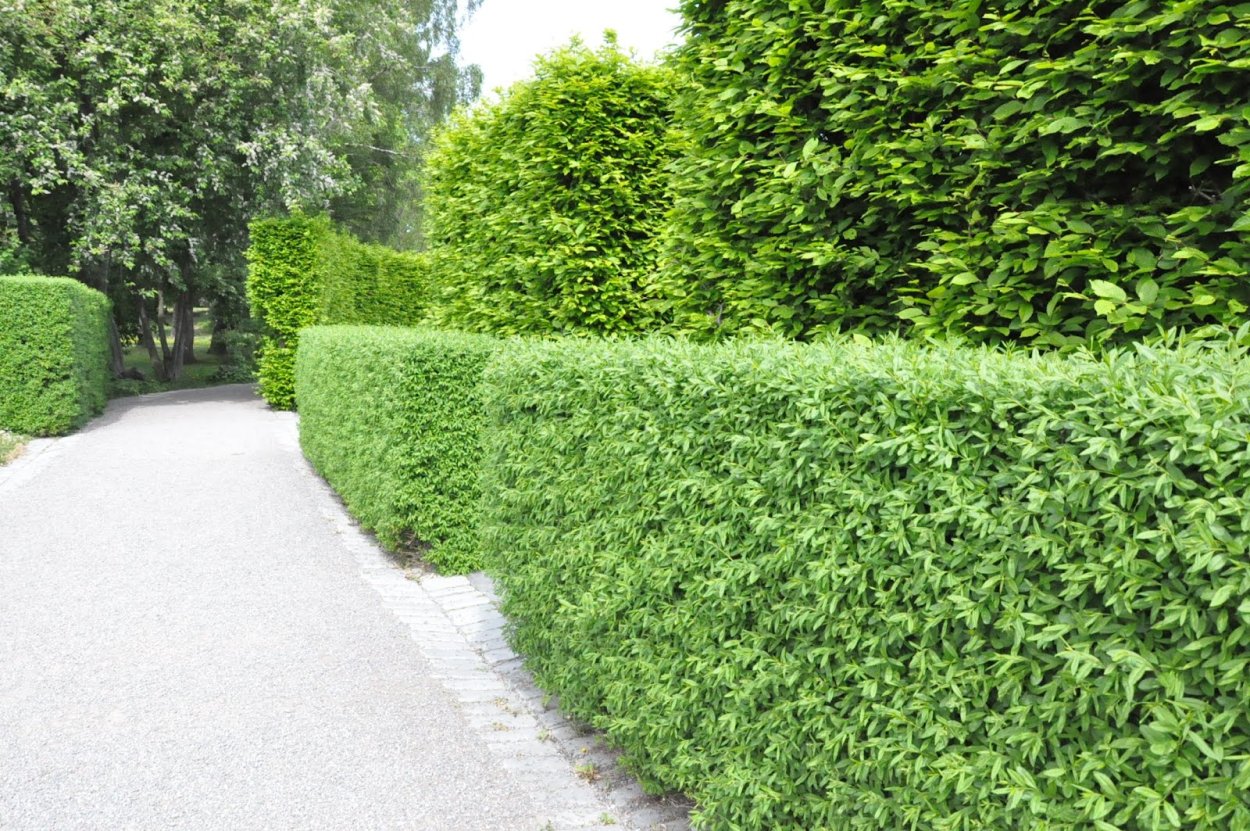 Бирючина обыкновенная (Ligustrum vulgare)