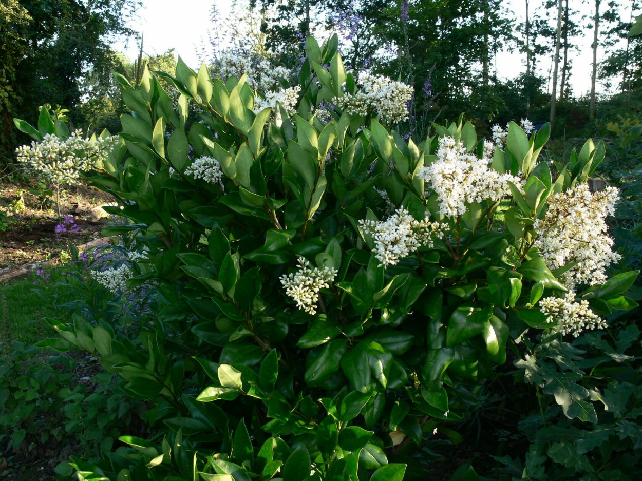 Бирючина обыкновенная (Ligustrum vulgaris)