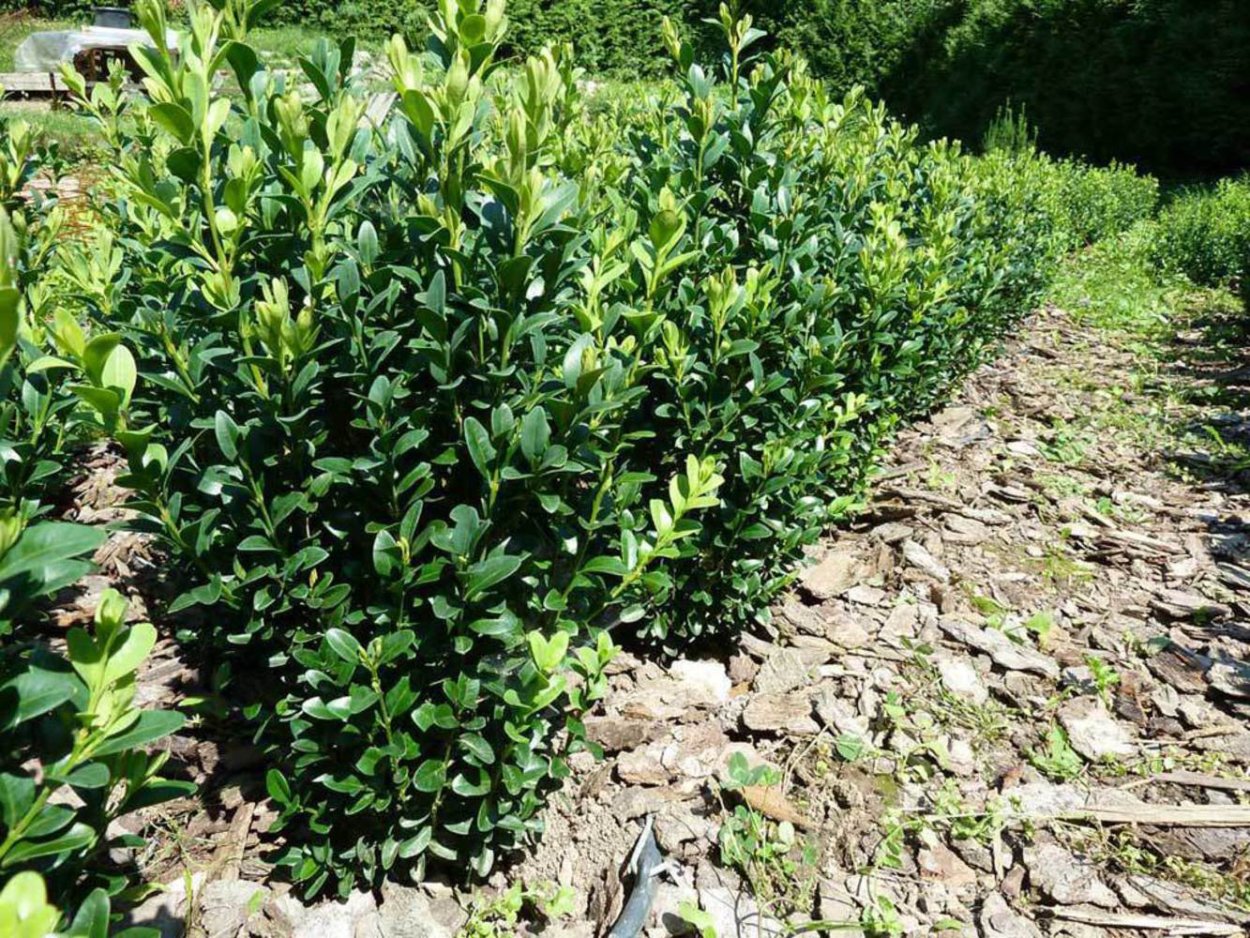 Бирючина китайская