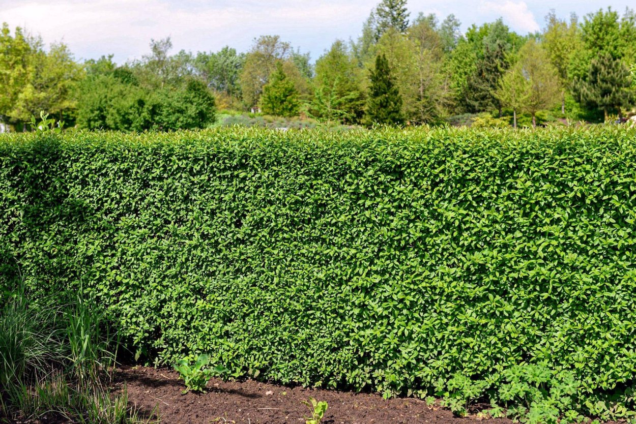 Бирючина обыкновенная 'Atrovirens'