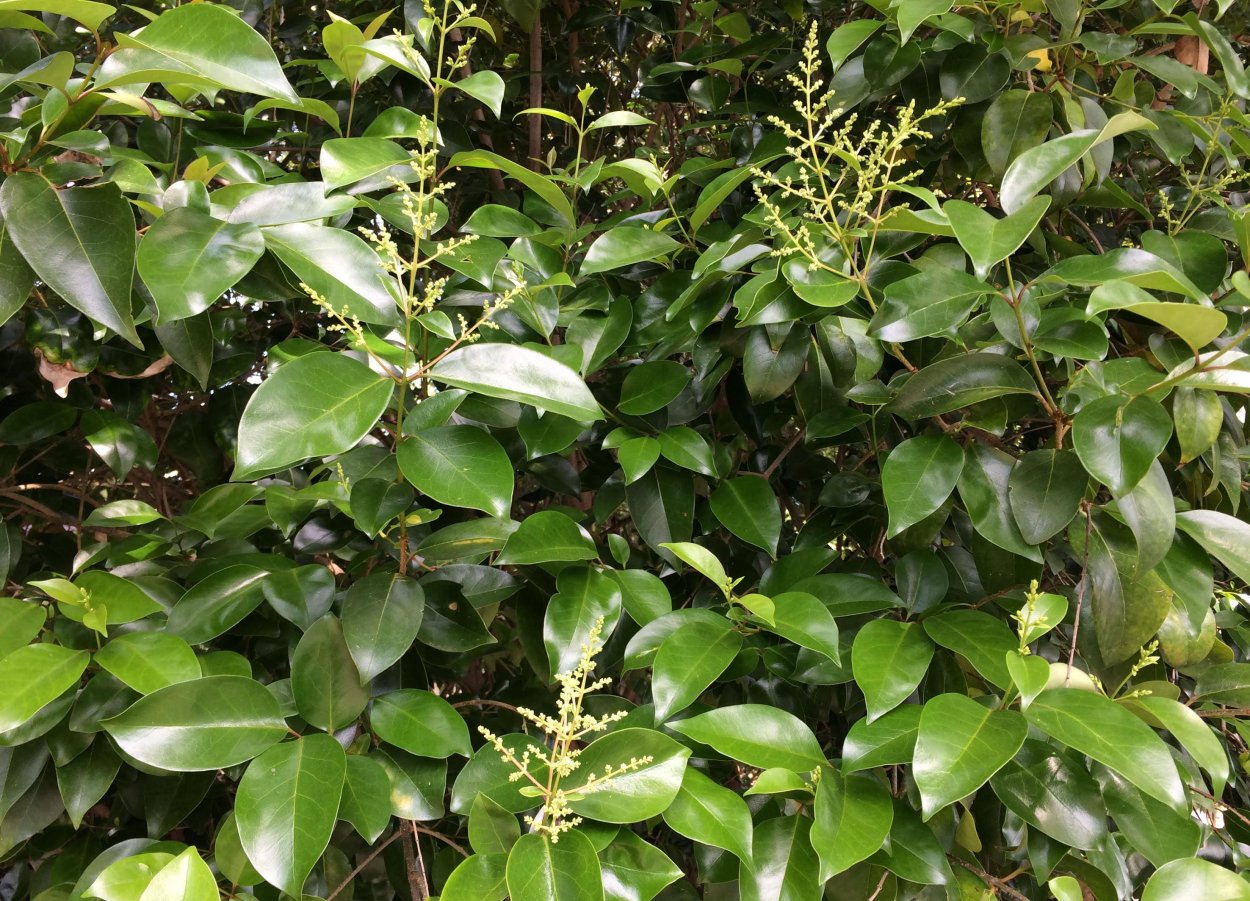 Бирючина обыкновенная Ligustrum lucidum