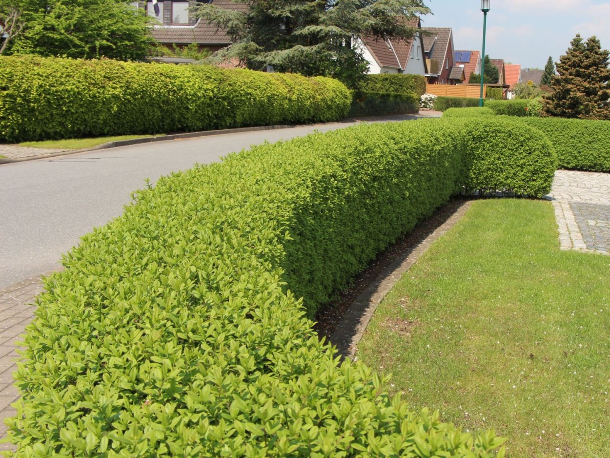 Бирючина обыкновенная Атровиренс