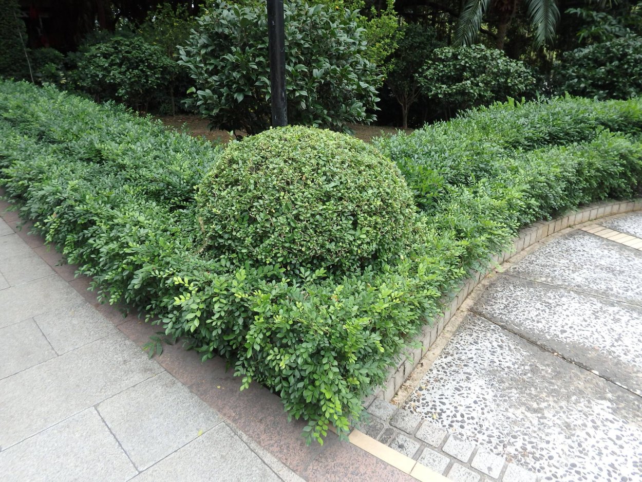 Бирючина Живая