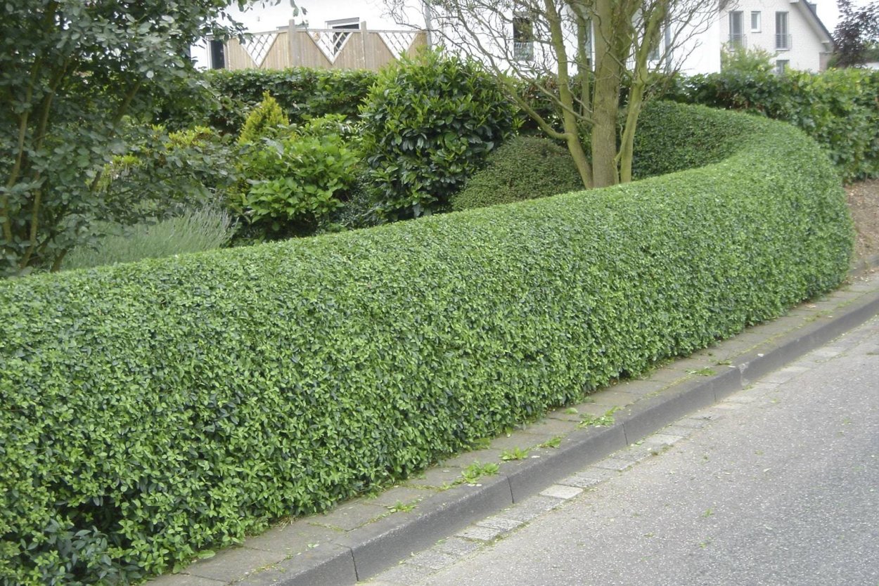 Бирючина обыкновенная Атровиренс