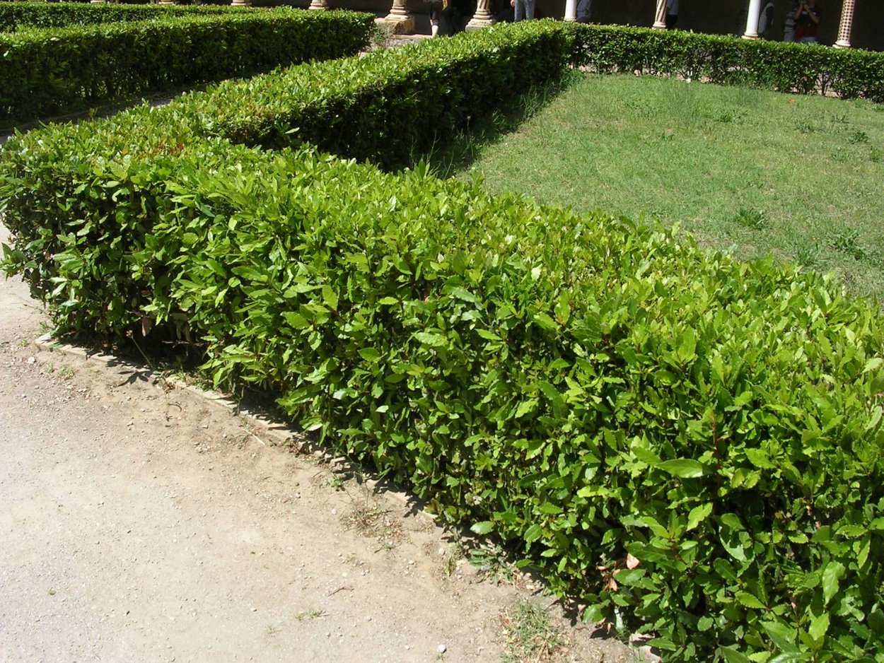 Бирючина обыкновенная Атровиренс