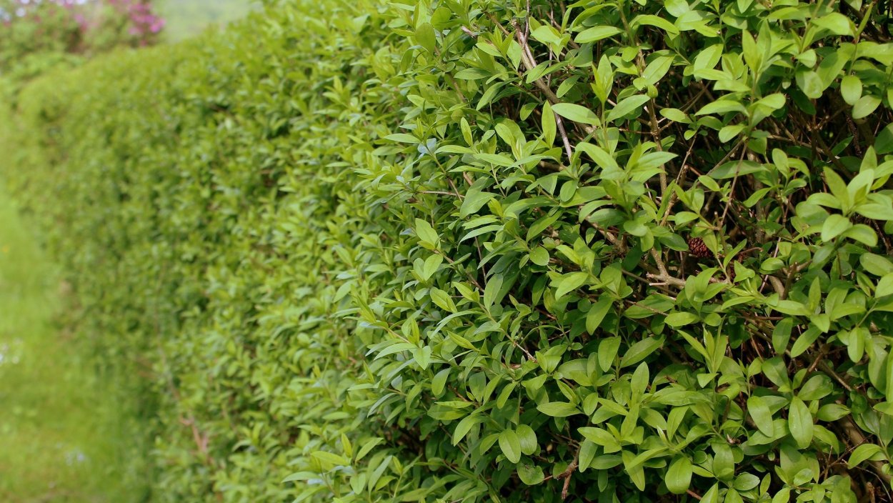 Бирючина обыкновенная Ligustrum vulgare 'Atrovirens