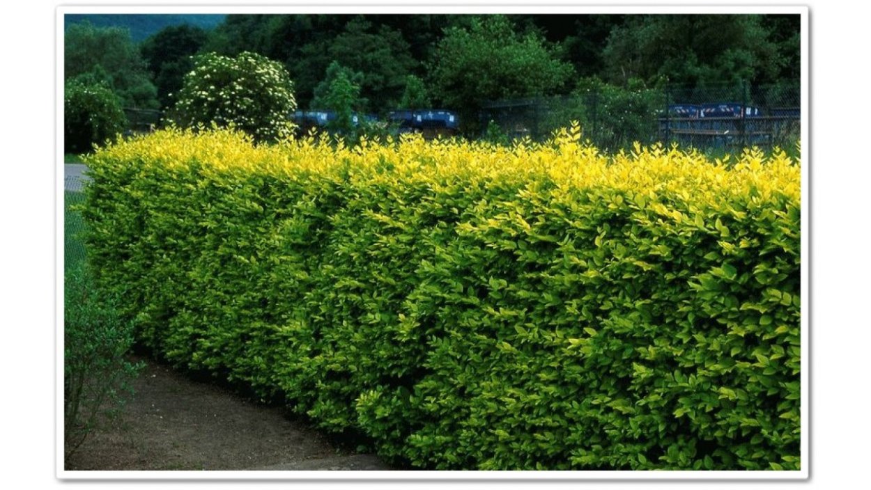 Бирючина Ауреум Живая изгородь