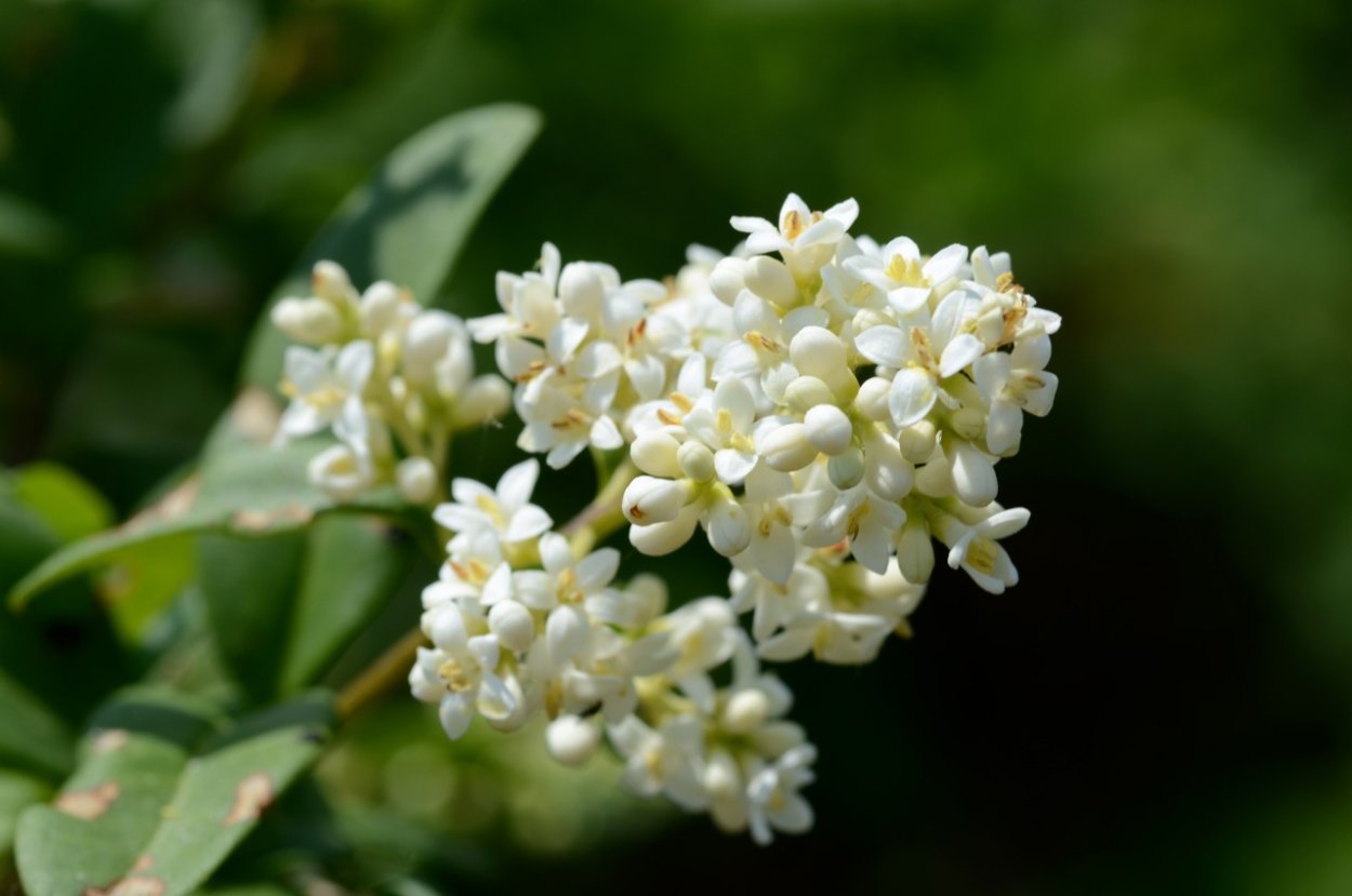 Бирючина обыкновенная (Ligustrum vulgare)