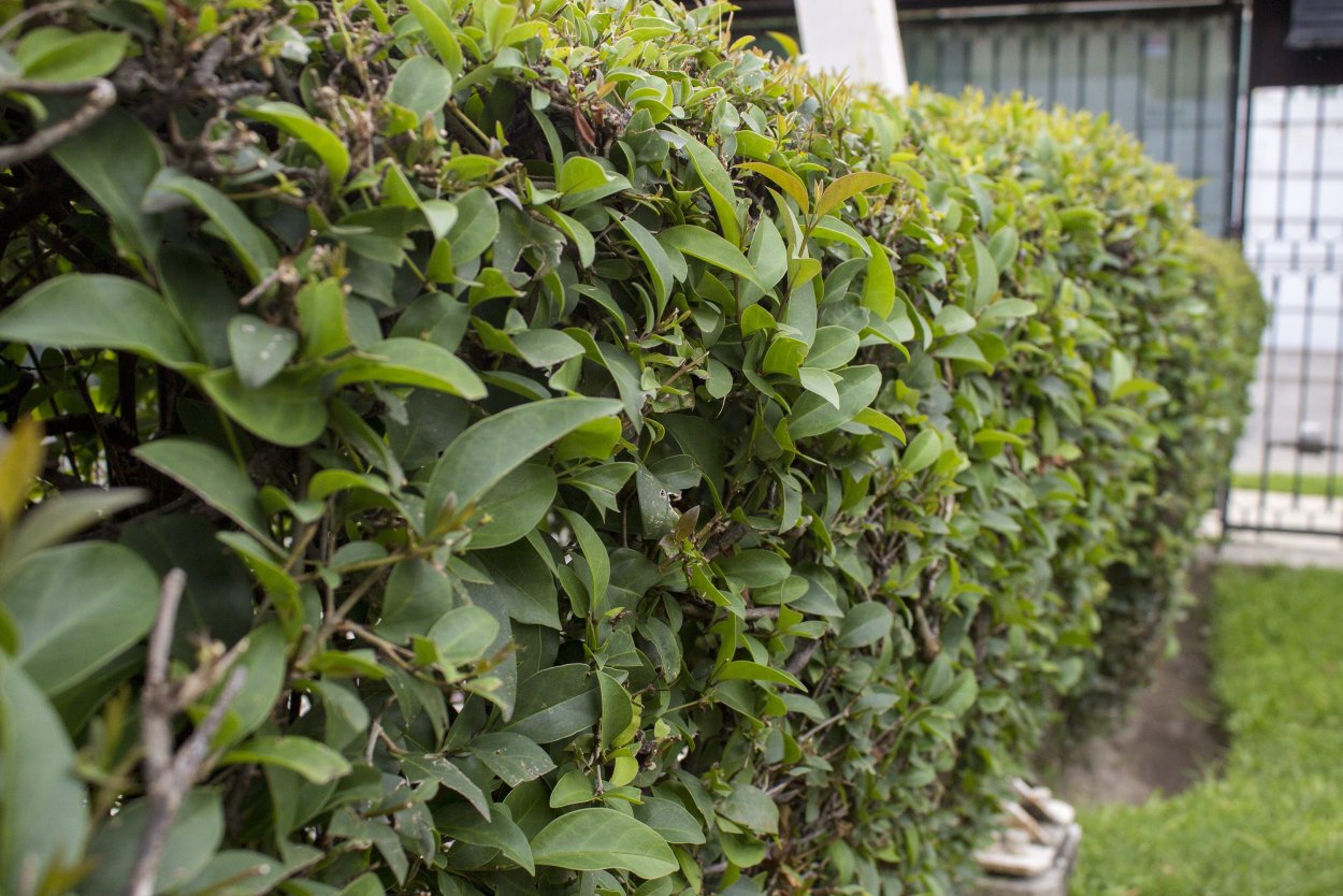 Бирючина круглолистная Массиф