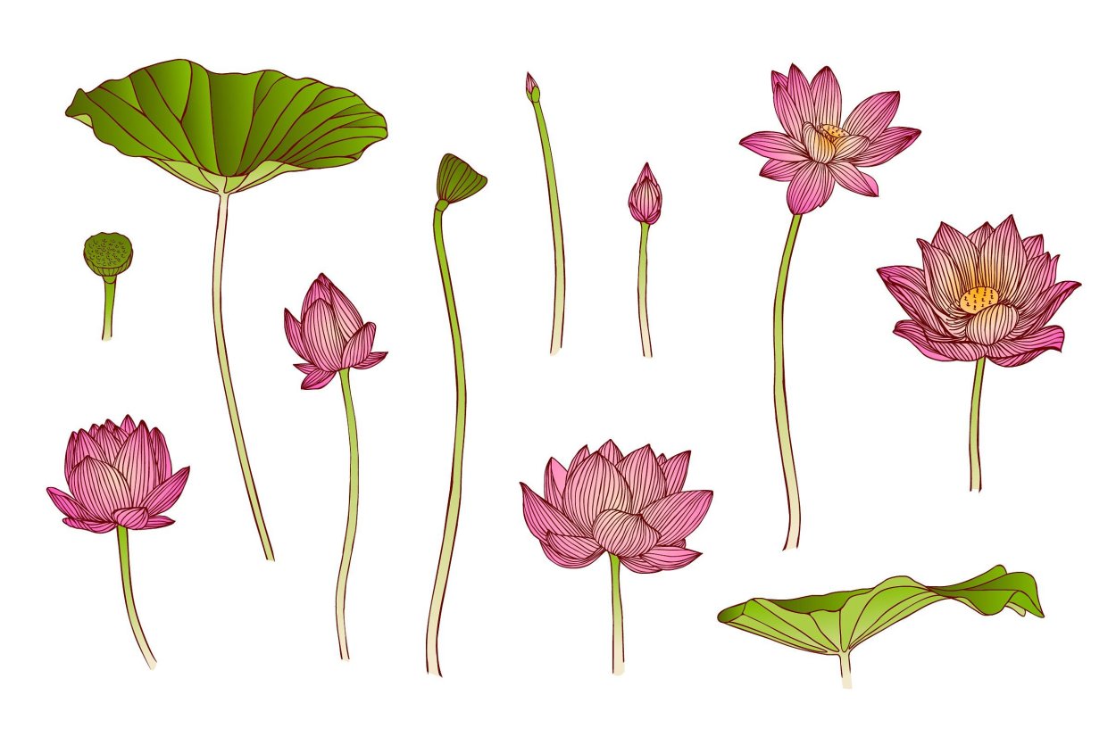 Лотос со стеблем вектор