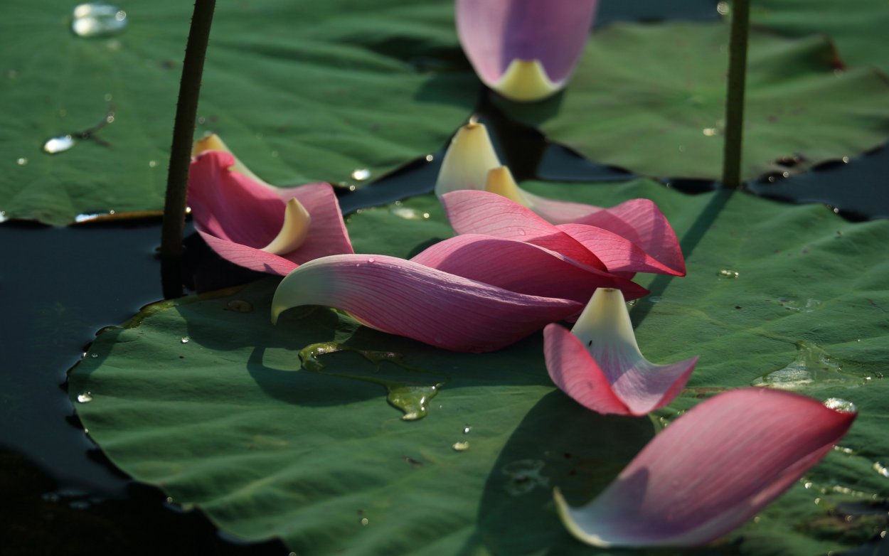 Лотос Вьетнам