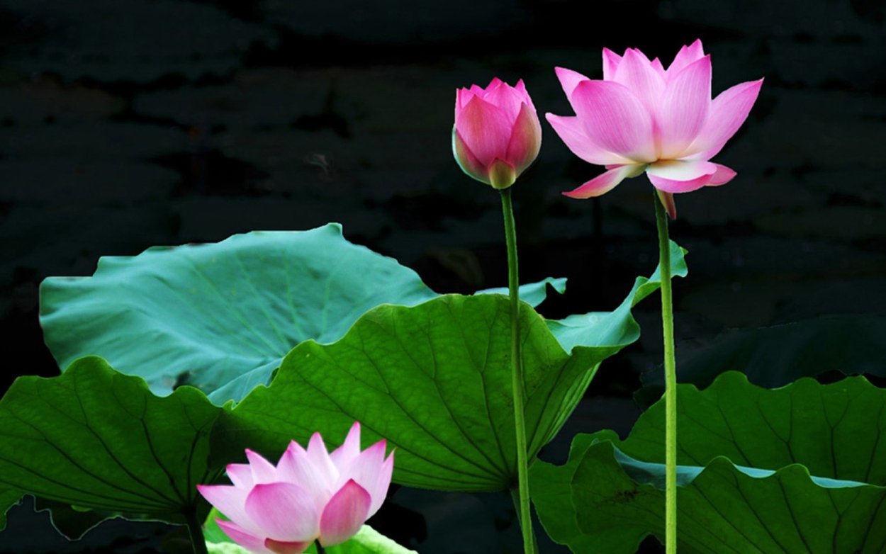 Лотус растение