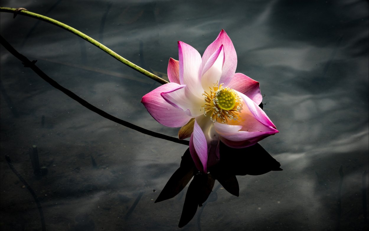 Лотос на стебле