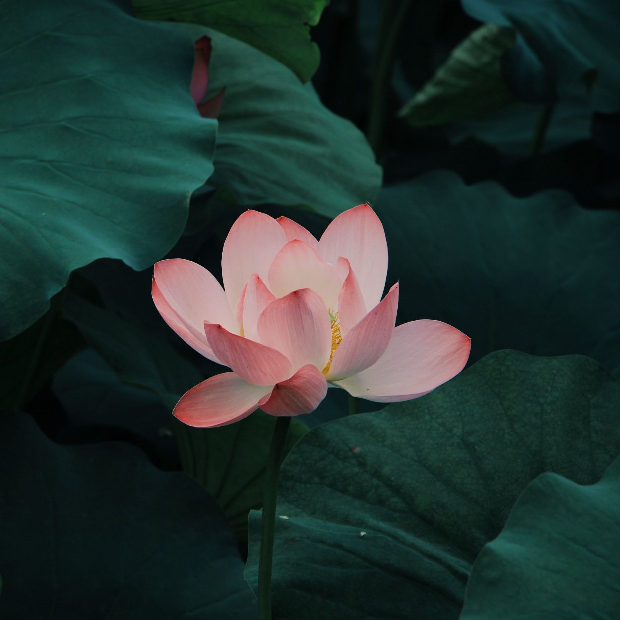 Отцветшие Лотосы