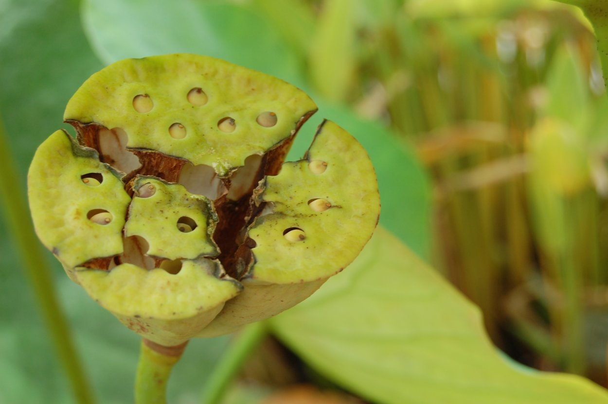 Стебель лотоса