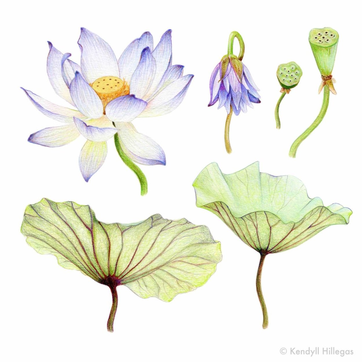 Nymphaea Lotus Ботаническая иллюстрация