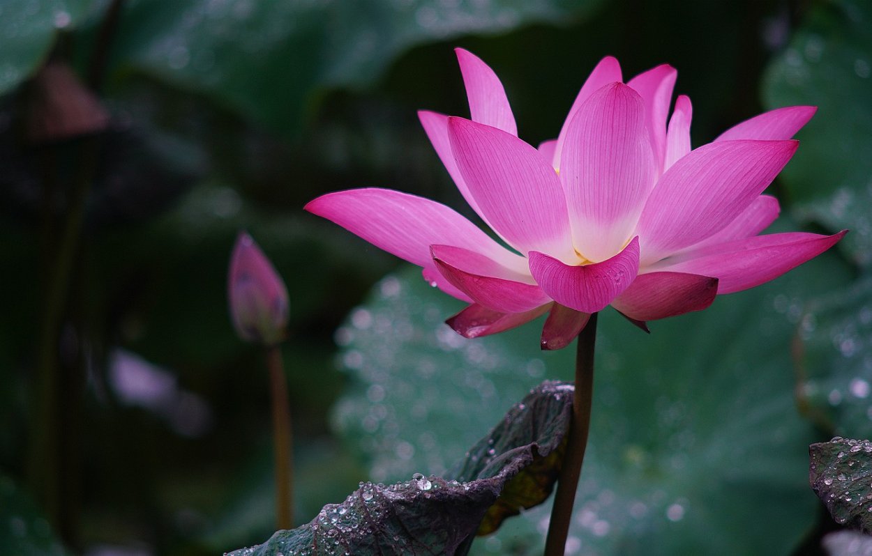 Сакура Лотос роса