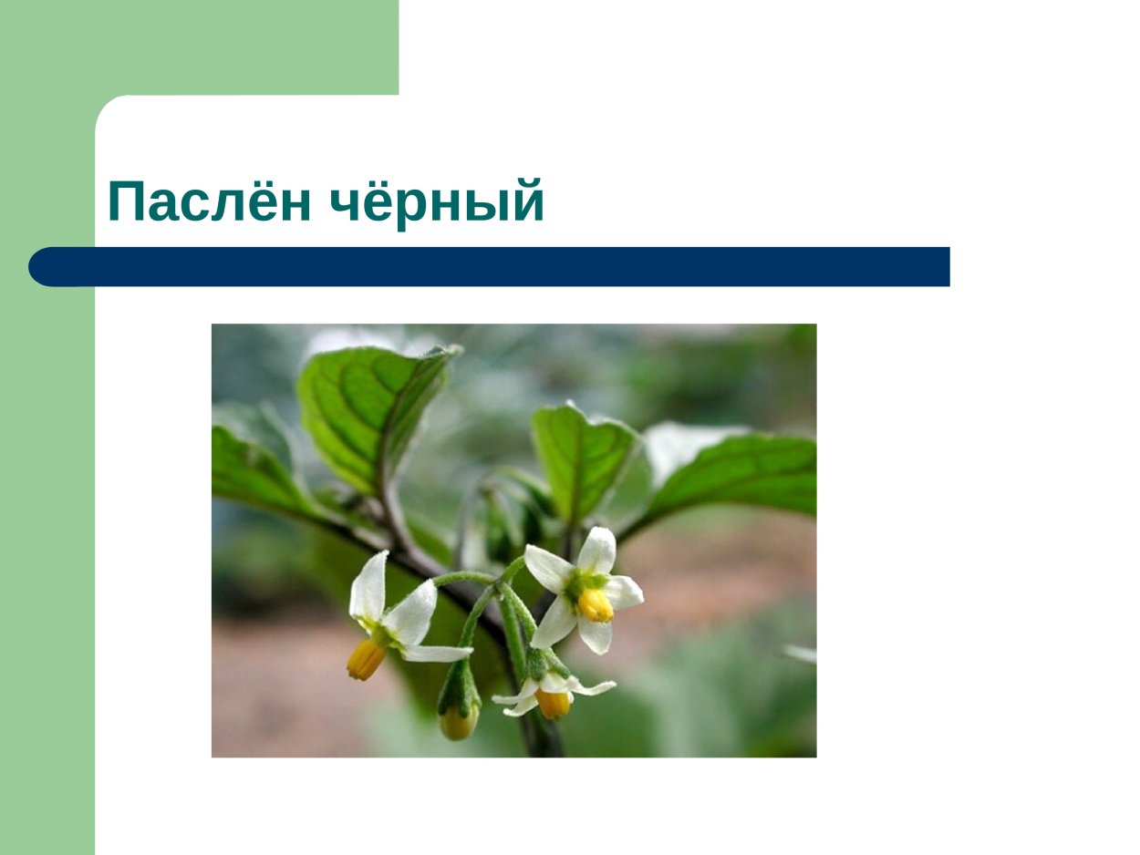 Двудольные растения семейство Пасленовые